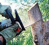 Best Commercial Tree Services  in Lamesa, TX