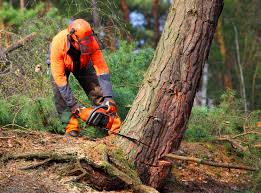 Lawn Pest Prevention in Lamesa, TX