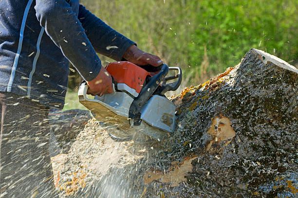 How Our Tree Care Process Works  in  Lamesa, TX